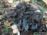 Craterellus cornucopioides 