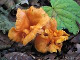 Cantharellus friesii