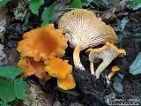 Cantharellus friesii 