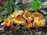 Cantharellus friesii