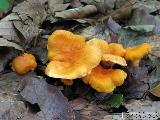 Cantharellus friesii