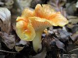 Cantharellus friesii 