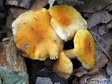 Cantharellus friesii 