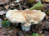 Hydnum repandum