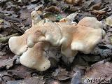 Hydnum repandum