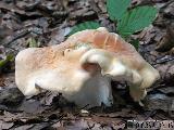 Hydnum repandum