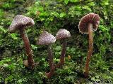 Cortinarius lilacinopusillus