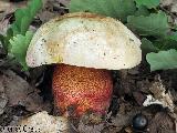 Rubroboletus rhodoxanthus 