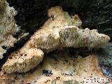 Hericium cirrhatum 