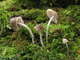 Mycena hiemalis