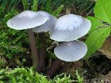 Mycena pura f. ianthina 