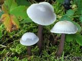 Mycena pura f. ianthina