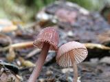 Mycena rubromarginata