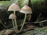 Mycena rubromarginata 