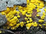 Bisporella citrina