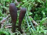 Elaphocordyceps ophioglossoides 