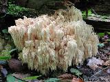 Hericium alpestre 