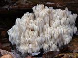 Hericium alpestre