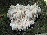 Hericium alpestre