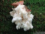 Hericium alpestre 