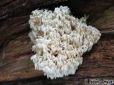 Hericium alpestre 