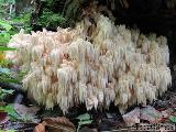 Hericium alpestre 