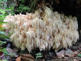 Hericium alpestre 