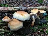 Hypholoma capnoides 