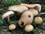 Hypholoma capnoides 