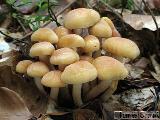 Hypholoma capnoides 