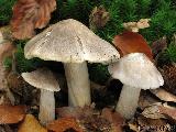 Tricholoma sciodes
