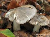 Tricholoma sciodes 