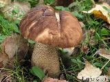 Leccinum scabrum