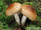 Hygrophorus discoideus 