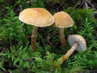 jižní Čechy 2010 jižní Čechy 2010