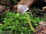 Mycena epipterygia