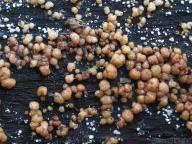 foto Tomáš Chaluš foto Tomáš Chaluš