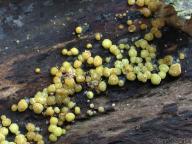 foto Tomáš Chaluš foto Tomáš Chaluš