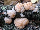 Tremella encephala