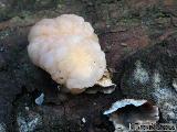 Tremella encephala 