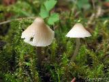 Mycena flavescens