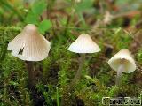 Mycena flavescens 