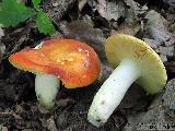 Russula aurea 