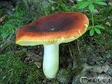 Russula aurea 