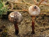 Tulostoma melanocyclum 