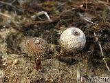 Tulostoma melanocyclum