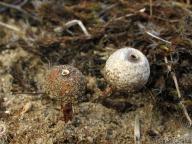 Tulostoma melanocyclum ve společnosti Tulostoma brumale jižní Slovensko 2011