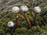 Tulostoma melanocyclum 