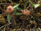 Tulostoma melanocyclum 