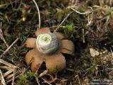 Geastrum hungaricum 